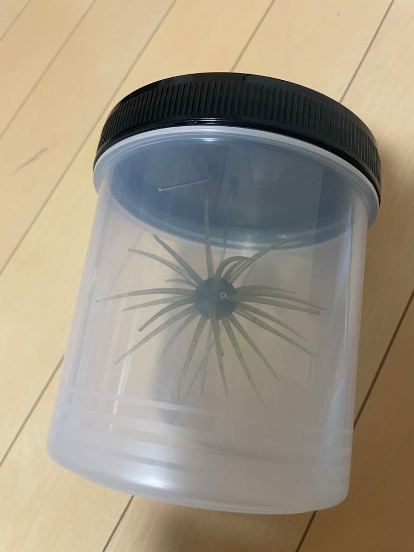 バス　ワーム　セット