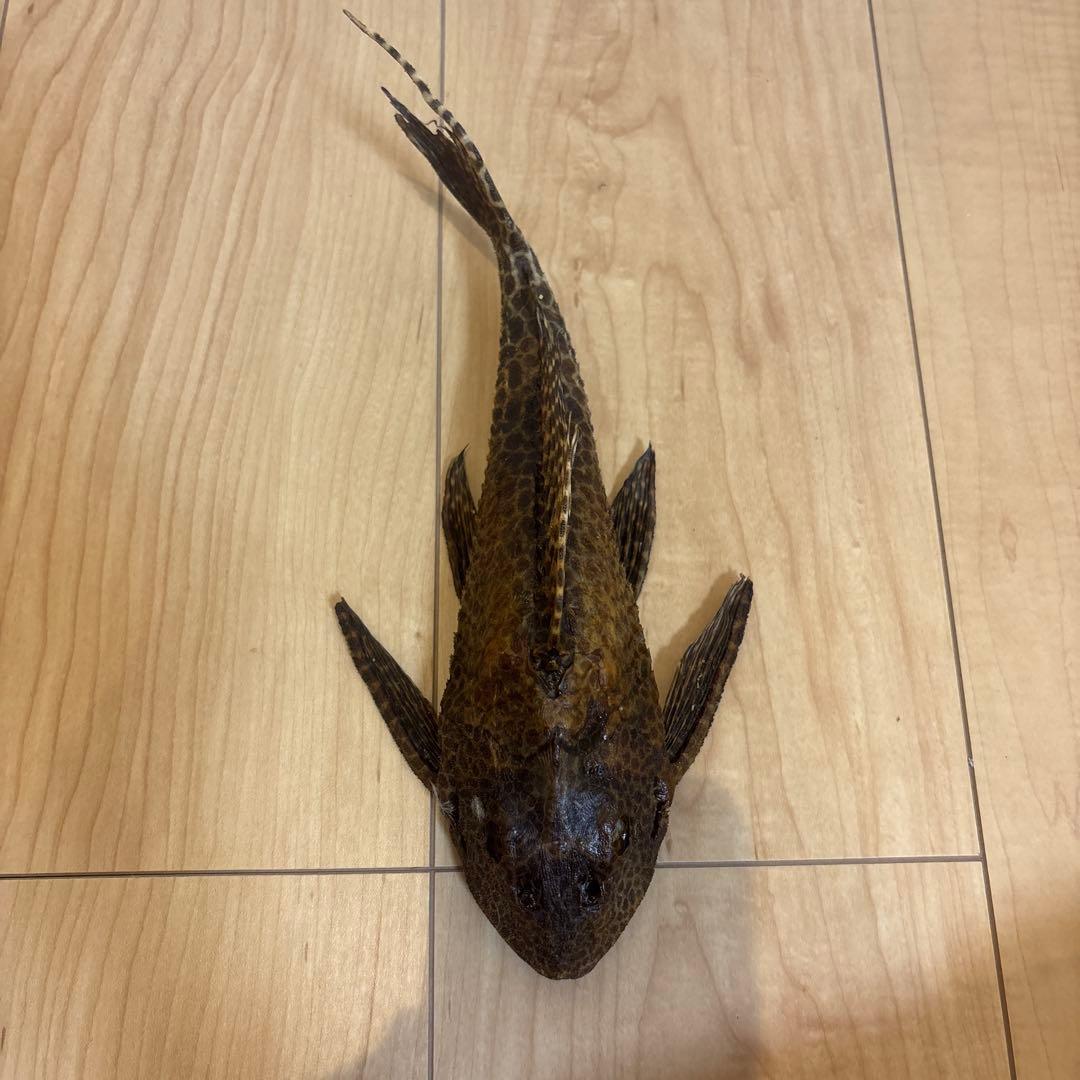 セルフィンプレコ　剥製