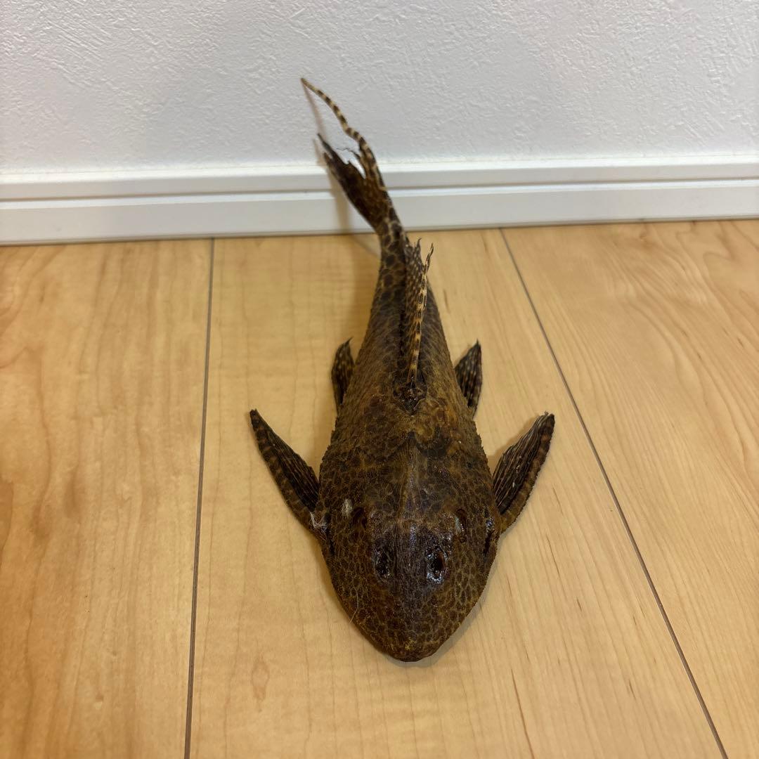 セルフィンプレコ　剥製