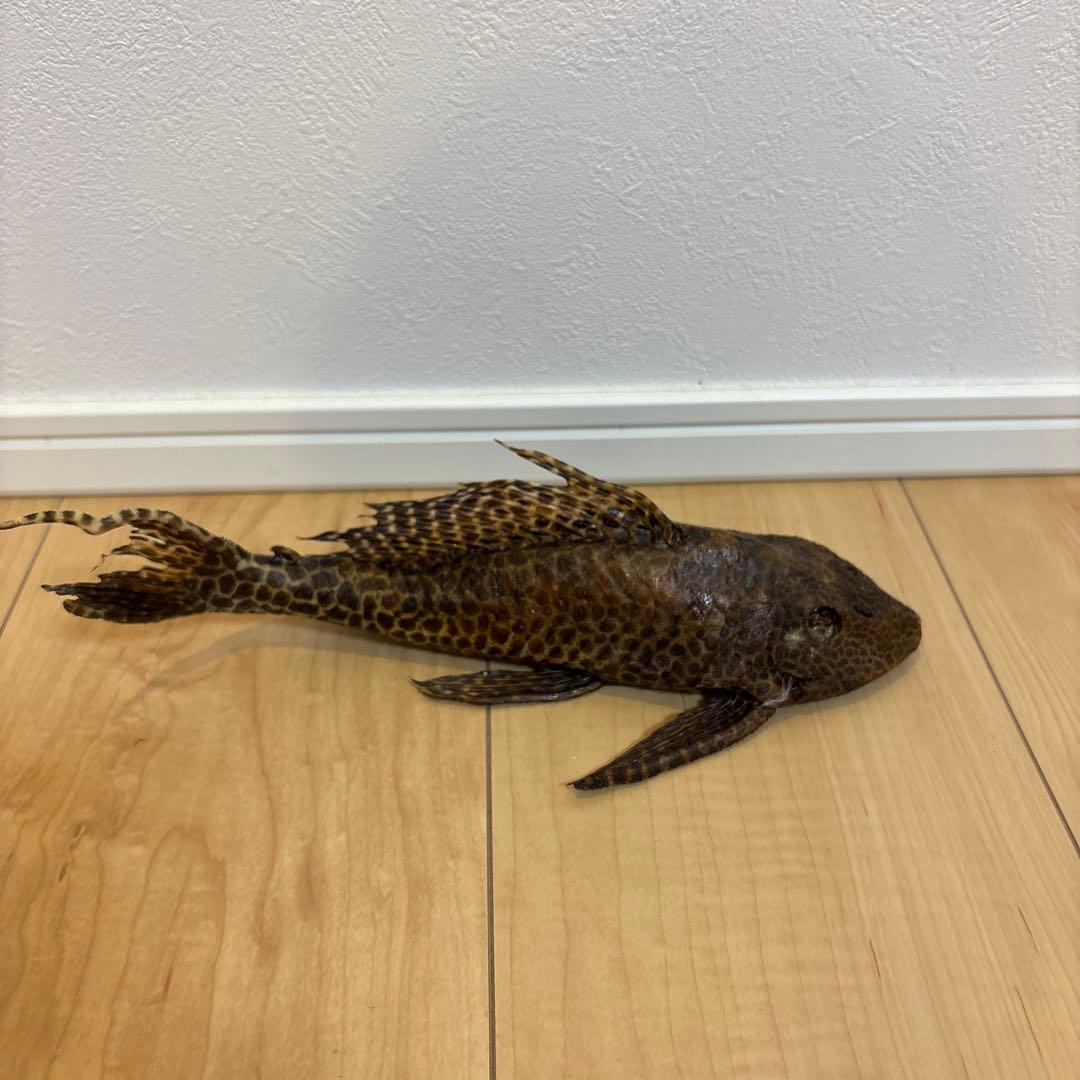 セルフィンプレコ　剥製