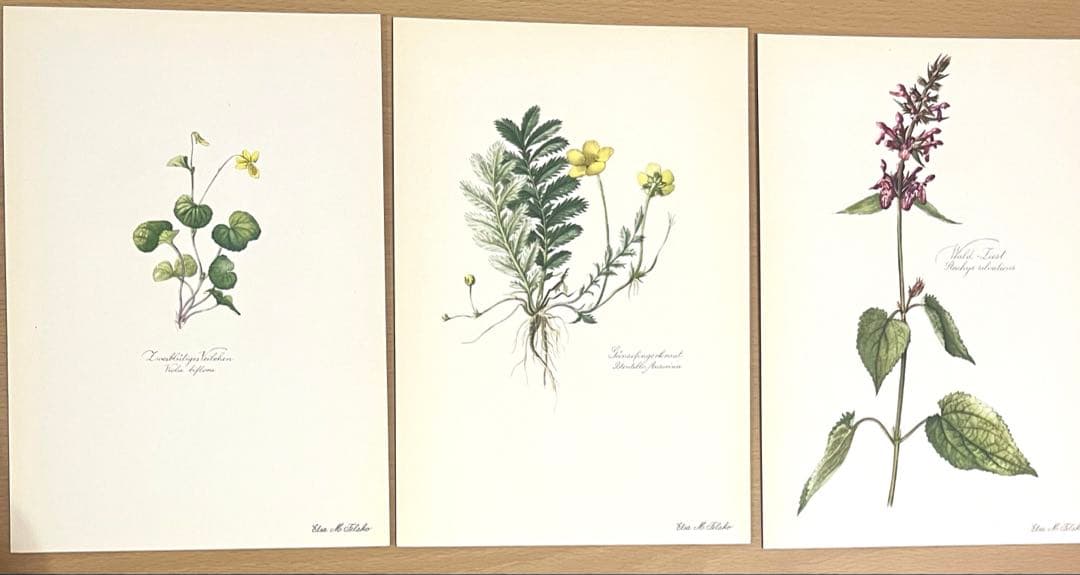No.290ドイツ ビンテージ 紙もの ボタニカルアート 植物図鑑 水彩画