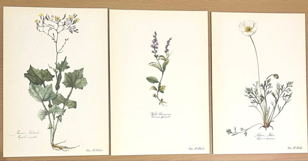 No.290ドイツ ビンテージ 紙もの ボタニカルアート 植物図鑑 水彩画