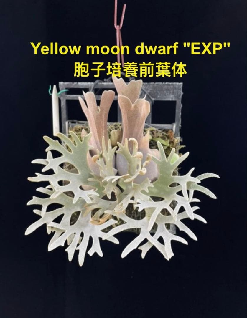 ビカクシダ　Yellow moon dwarf \"EXP\"胞子培養前葉体B