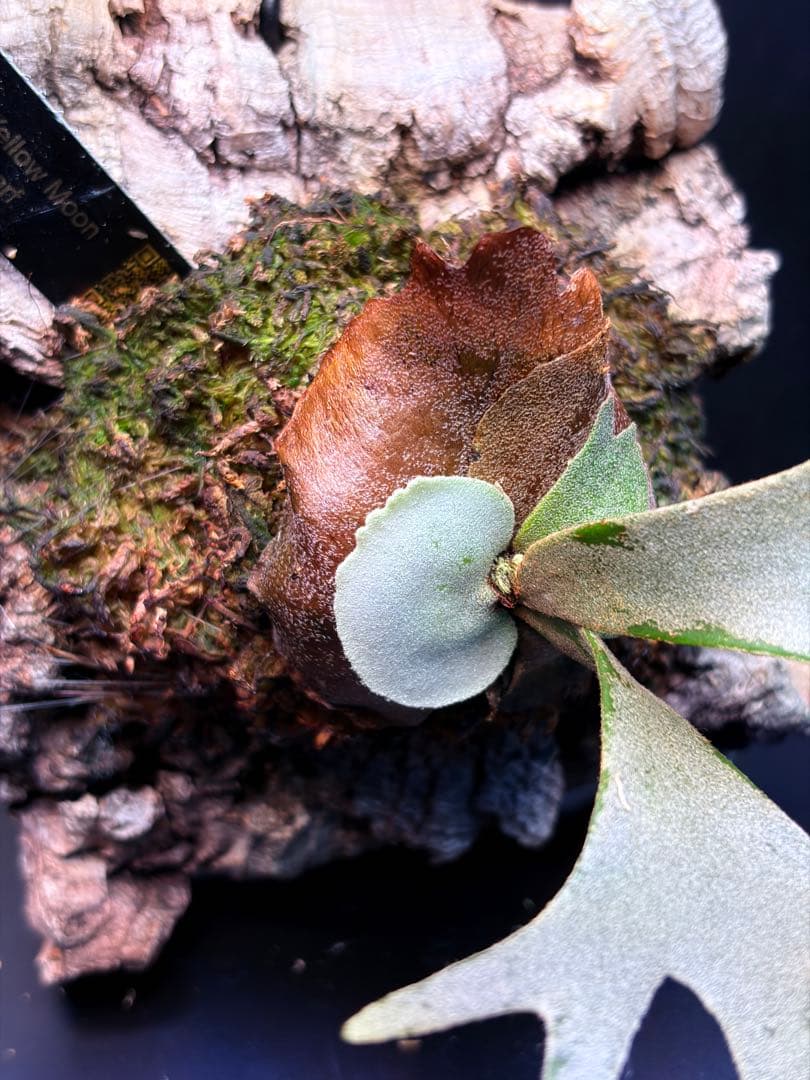 ビカクシダ　Yellow moon dwarf sporeling