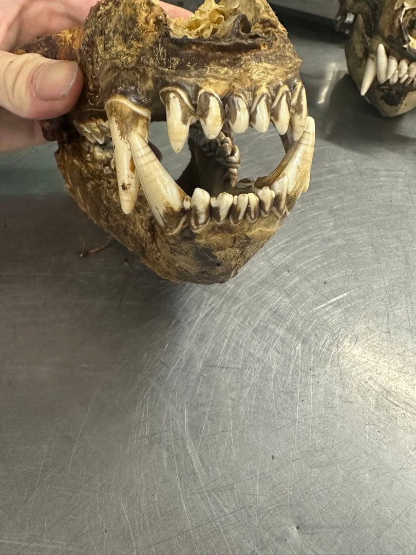 ヒグの牙