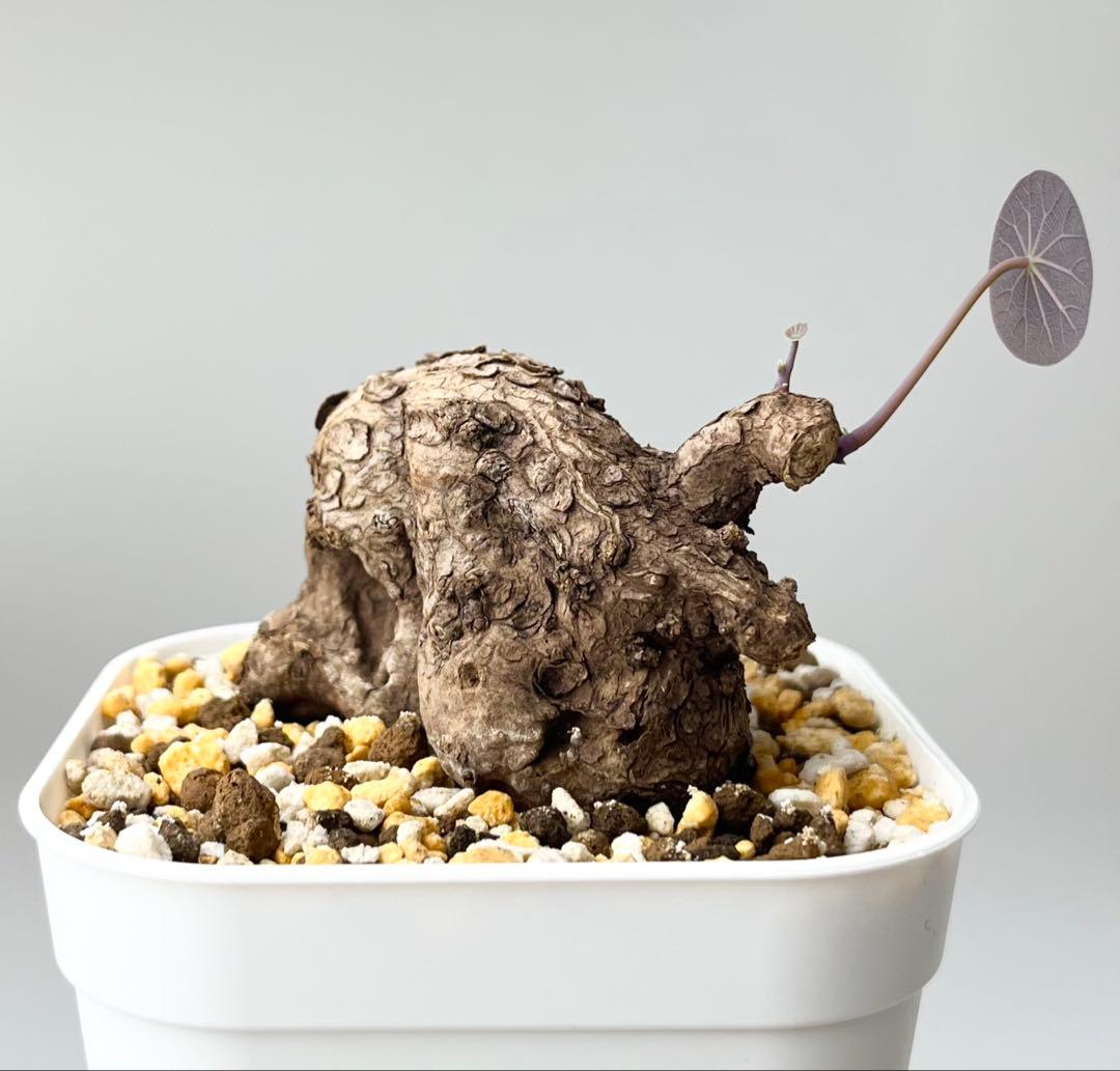 ステファニア カウィーサキー（kaweesakii）鉢植え A-22