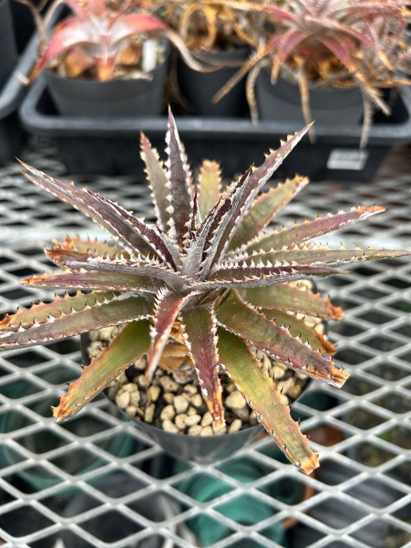 ディッキア Dyckia Code NW-44 Bill Baker