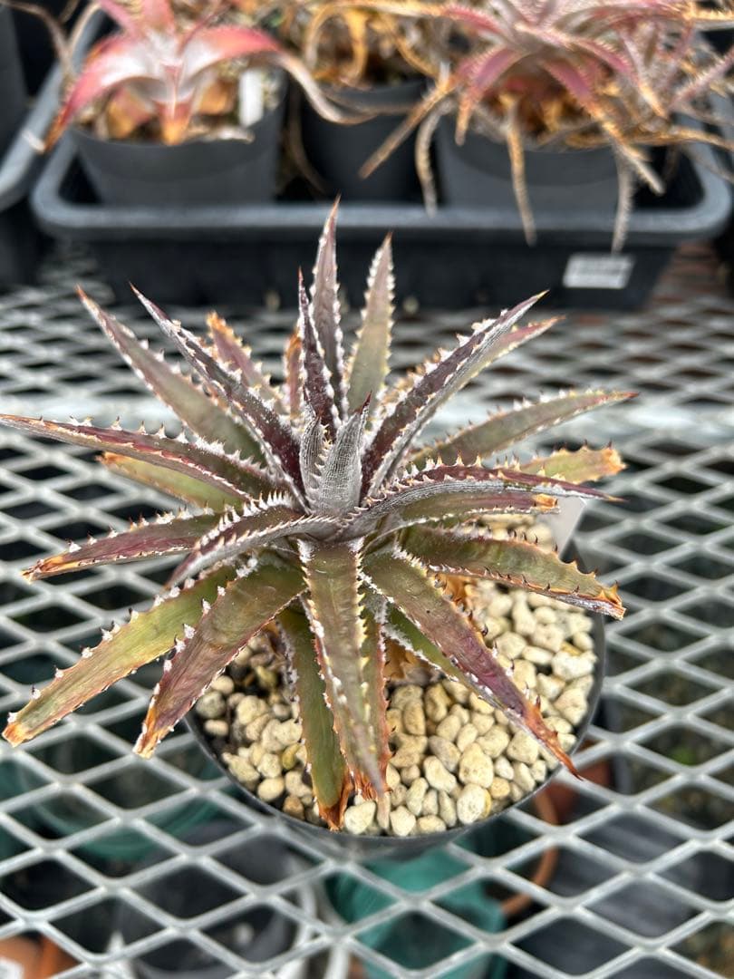 ディッキア Dyckia Code NW-44 Bill Baker