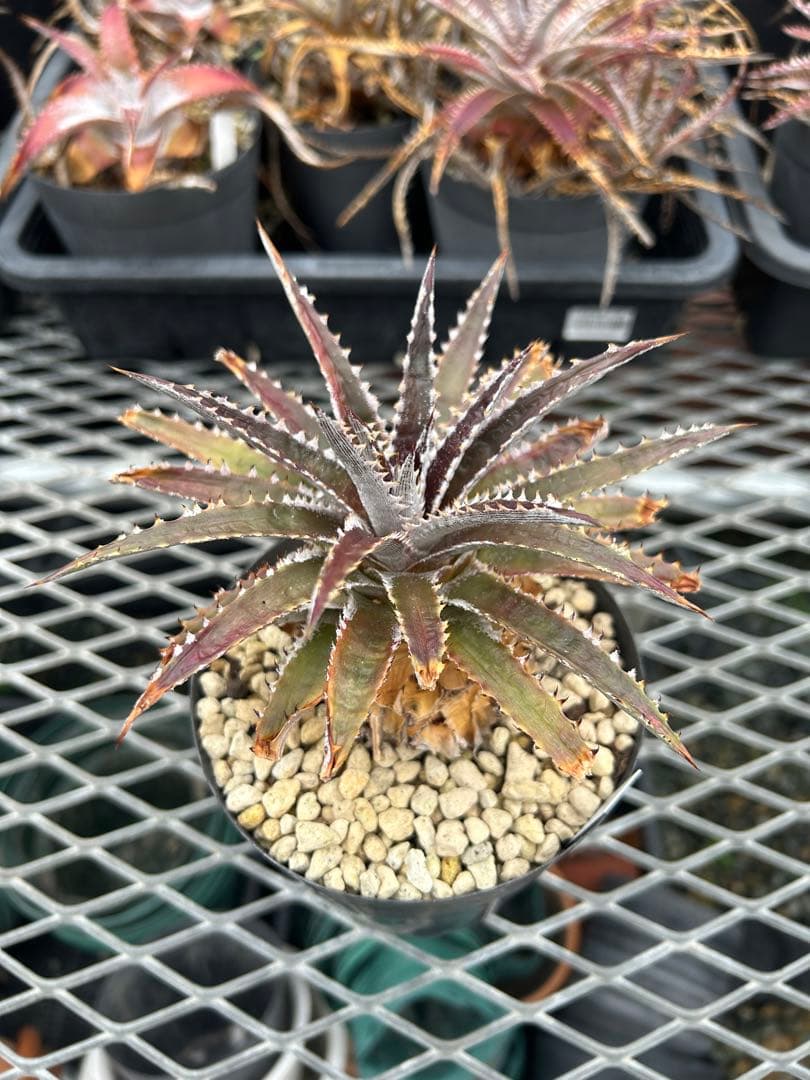 ディッキア Dyckia Code NW-44 Bill Baker