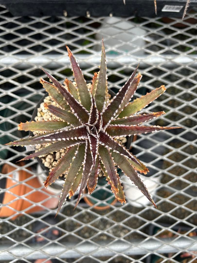 ディッキア Dyckia Code NW-44 Bill Baker