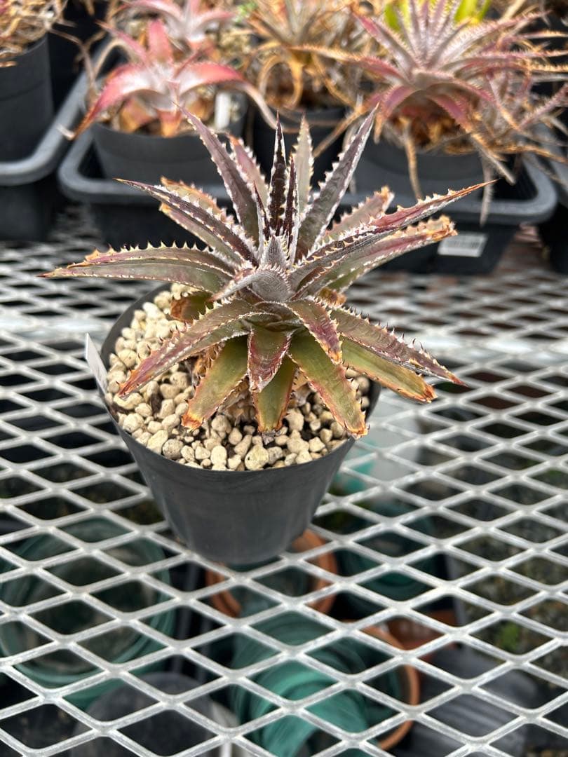 ディッキア Dyckia Code NW-44 Bill Baker