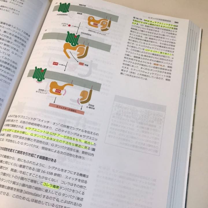 Essential細胞生物学　原書第4版　南江堂