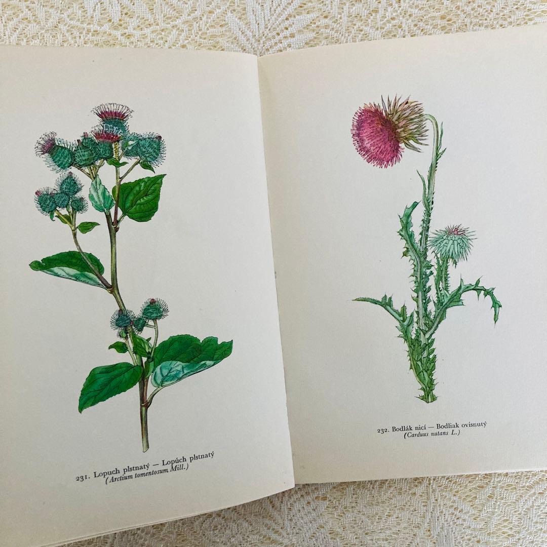 洋書　古書　美しいチェコの植物図鑑　野の花図鑑　優美な植物画273点♡
