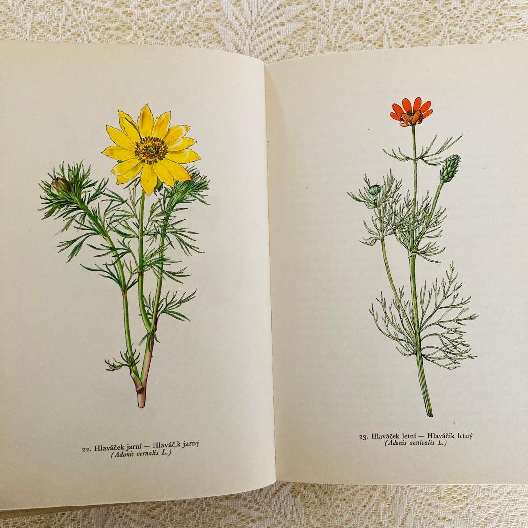 洋書　古書　美しいチェコの植物図鑑　野の花図鑑　優美な植物画273点♡