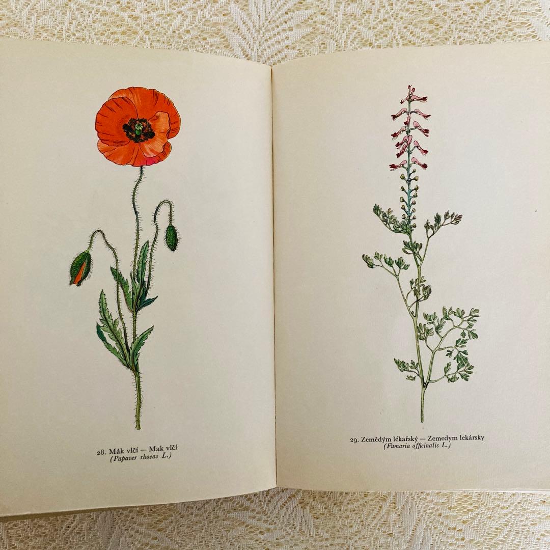 洋書　古書　美しいチェコの植物図鑑　野の花図鑑　優美な植物画273点♡