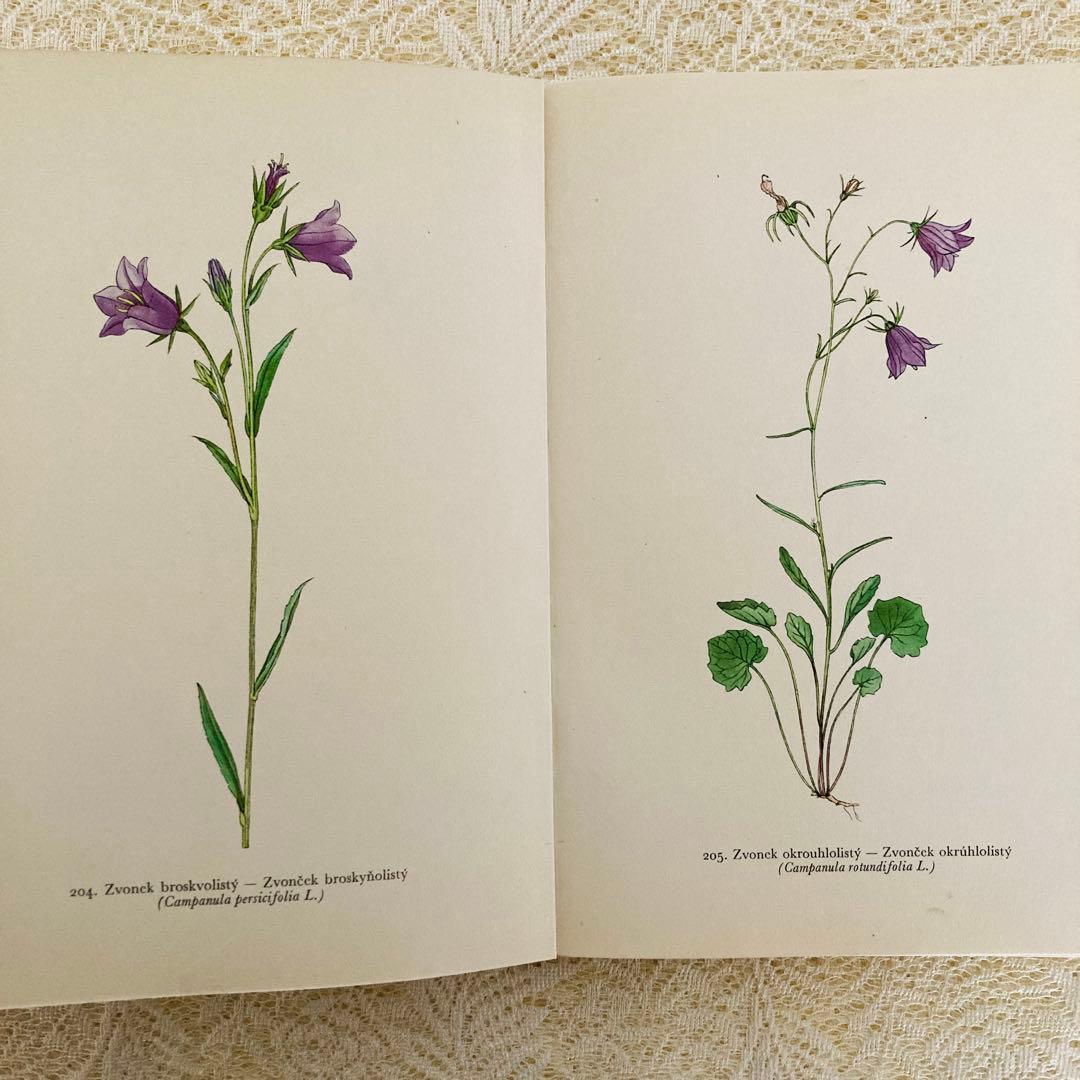 洋書　古書　美しいチェコの植物図鑑　野の花図鑑　優美な植物画273点♡