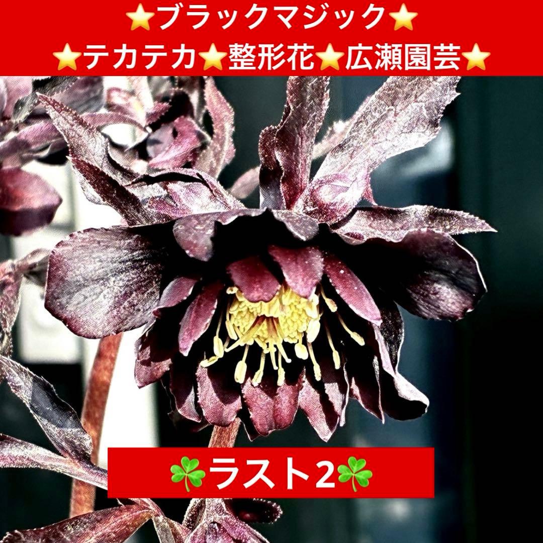 3857☘️ラスト2☘️⭐️ブラックマジック⭐️テカテカ⭐️整形花⭐️広瀬園芸⭐️