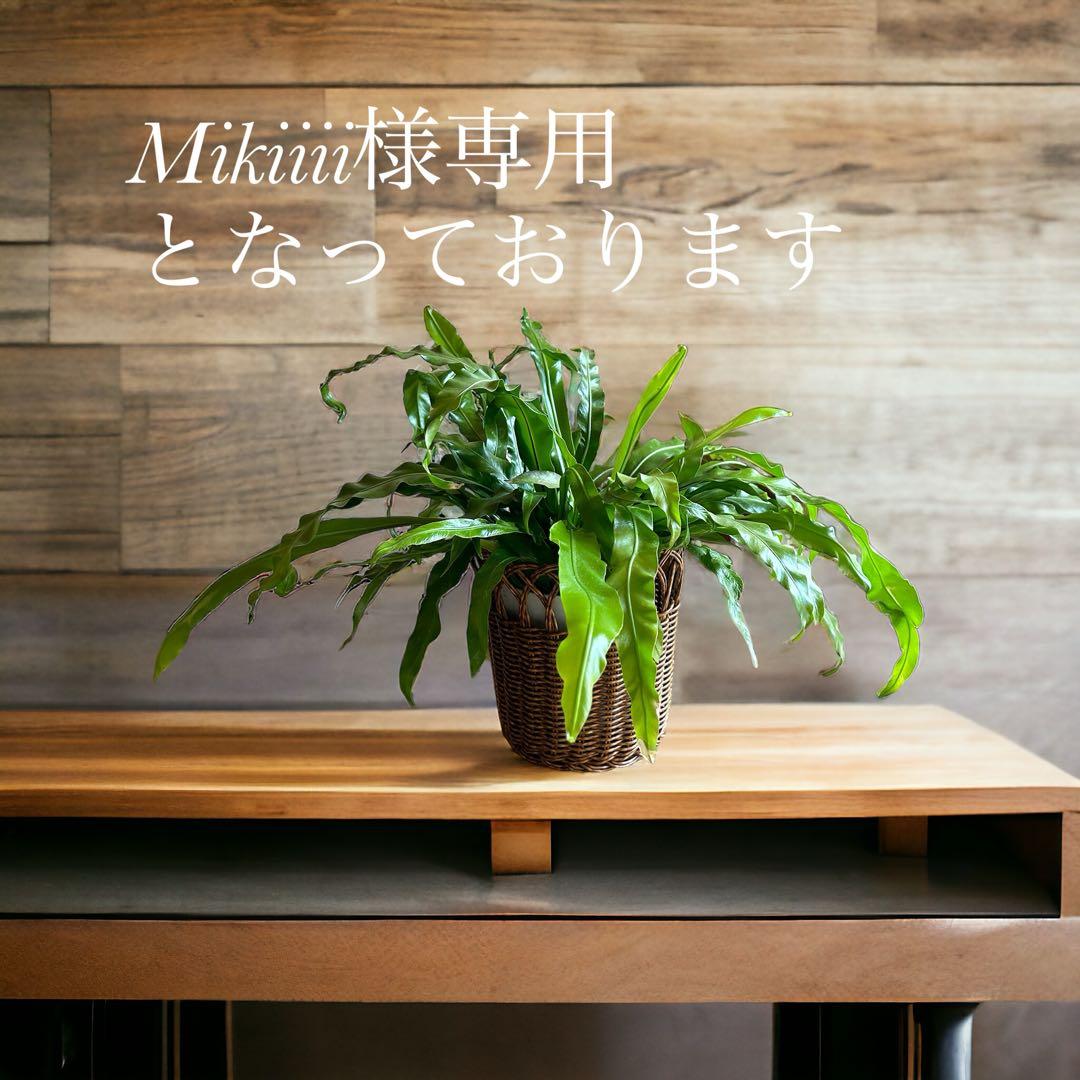 Mikiiiiとなっております