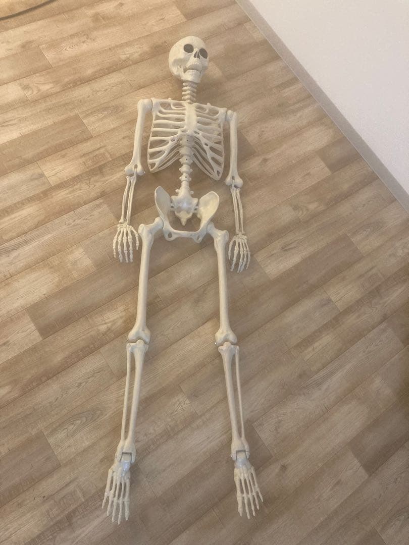 ガイコツ　人体模型 スケルトン　等身大　約170cm