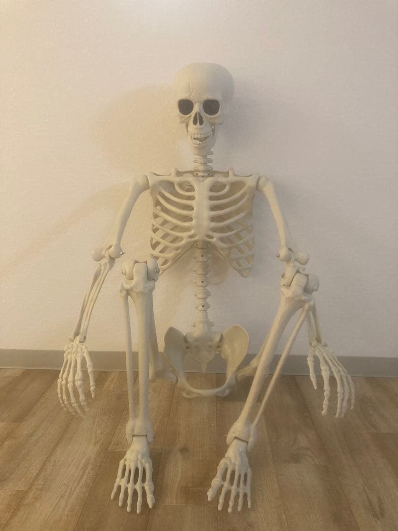 ガイコツ　人体模型 スケルトン　等身大　約170cm