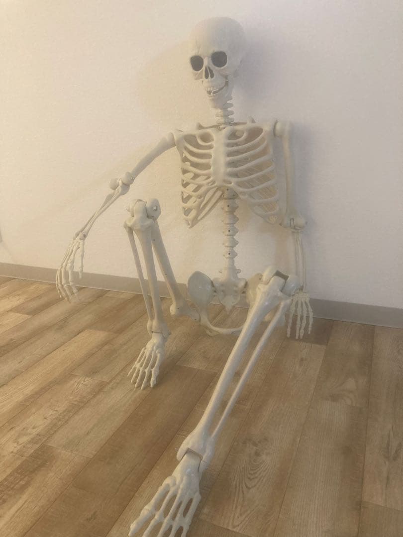 ガイコツ　人体模型 スケルトン　等身大　約170cm