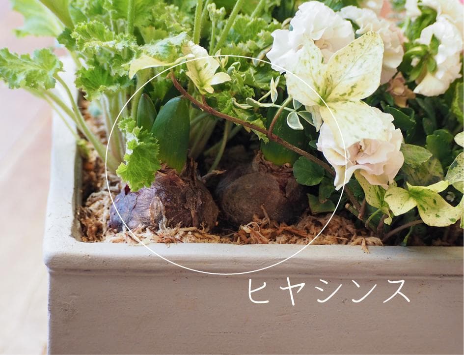 【お値下】ヒヤシンス咲く天使のお庭