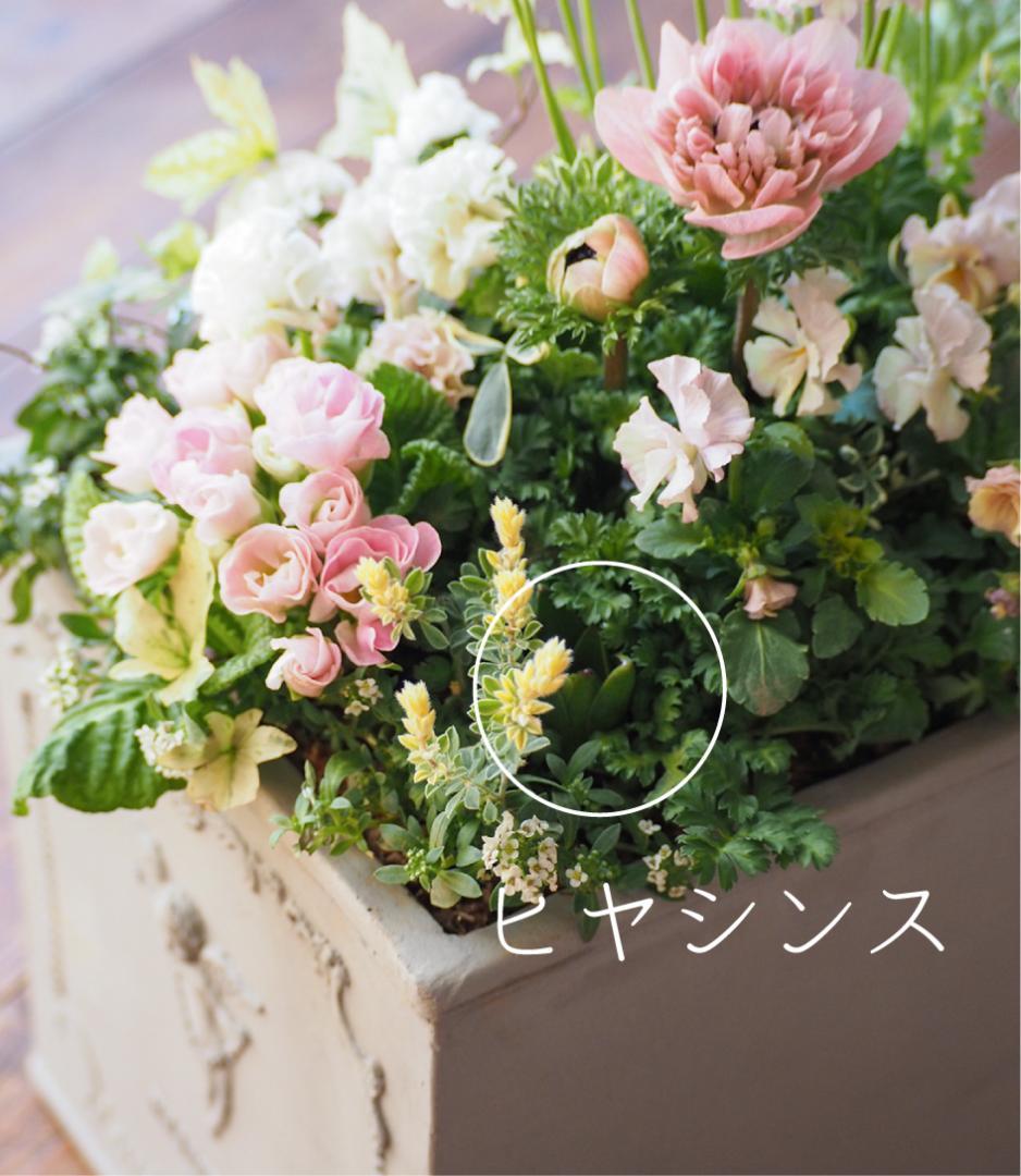 【お値下】ヒヤシンス咲く天使のお庭
