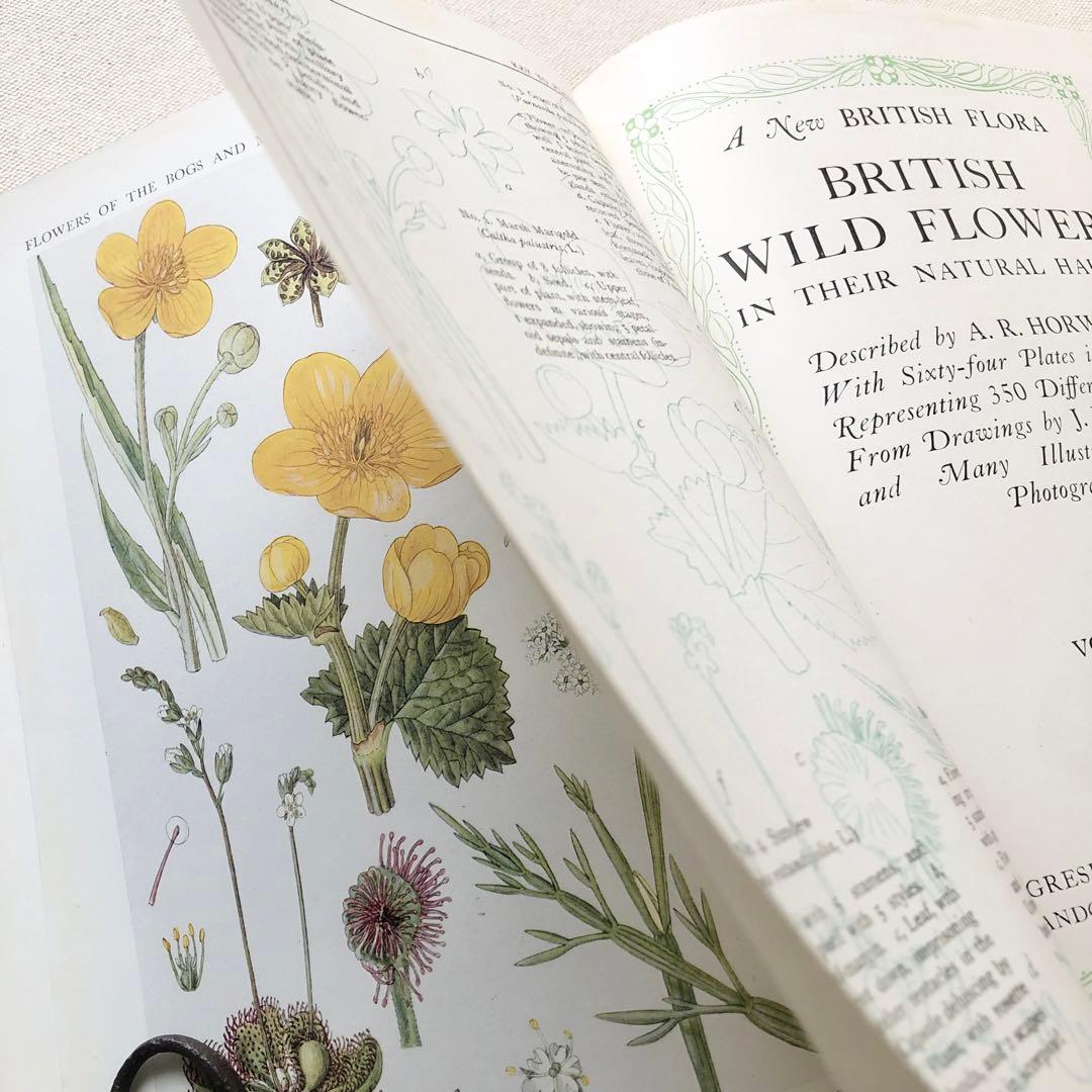1919年 希少　イギリスの野生植物図鑑 BWF5 アンティーク