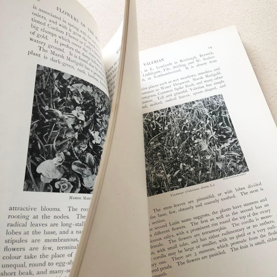 1919年 希少　イギリスの野生植物図鑑 BWF5 アンティーク