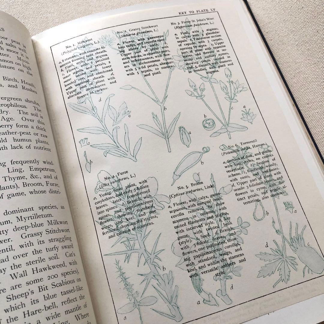 1919年 希少　イギリスの野生植物図鑑 BWF5 アンティーク