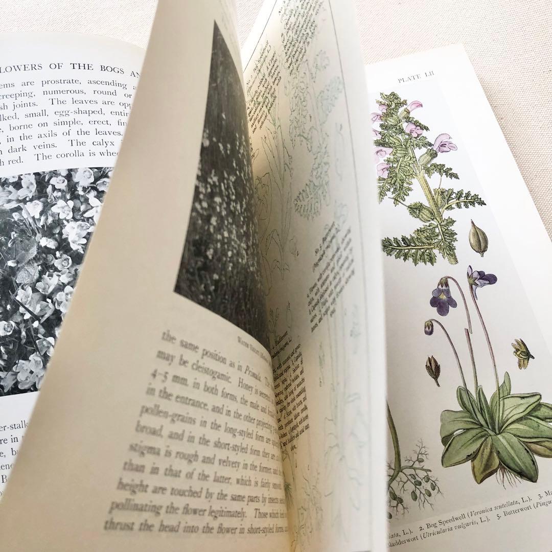 1919年 希少　イギリスの野生植物図鑑 BWF5 アンティーク