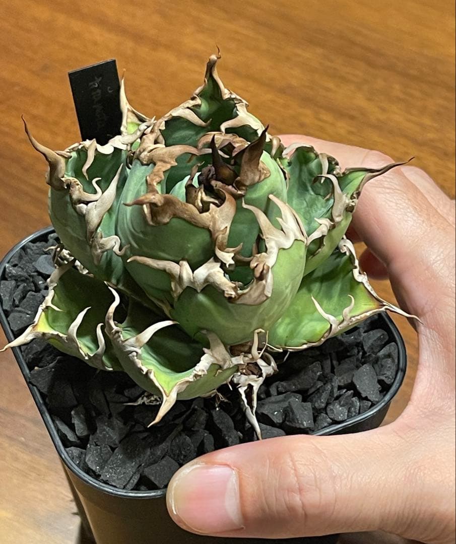 アガベ チタノタ \"シーザー\" 【極上コレクション株・台湾最高峰株】（OC）中株