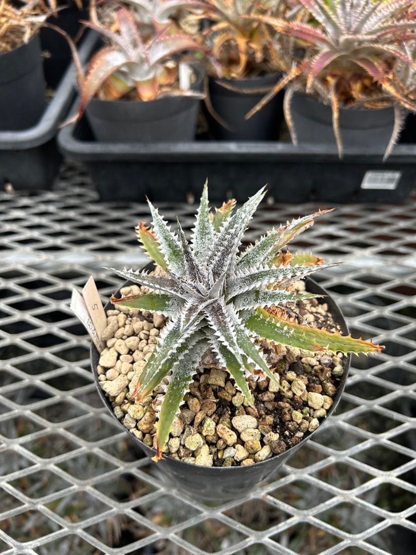 DBディッキア Dyckia Arizona x BS small #118 ⑸