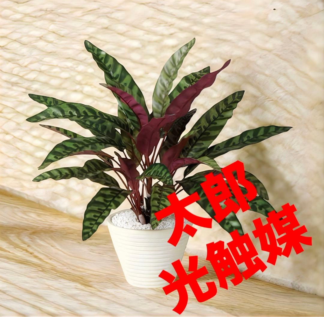 光触媒　人工観葉植物　ウォールグリーン　フェイクグリーン　ランキフォリア 40