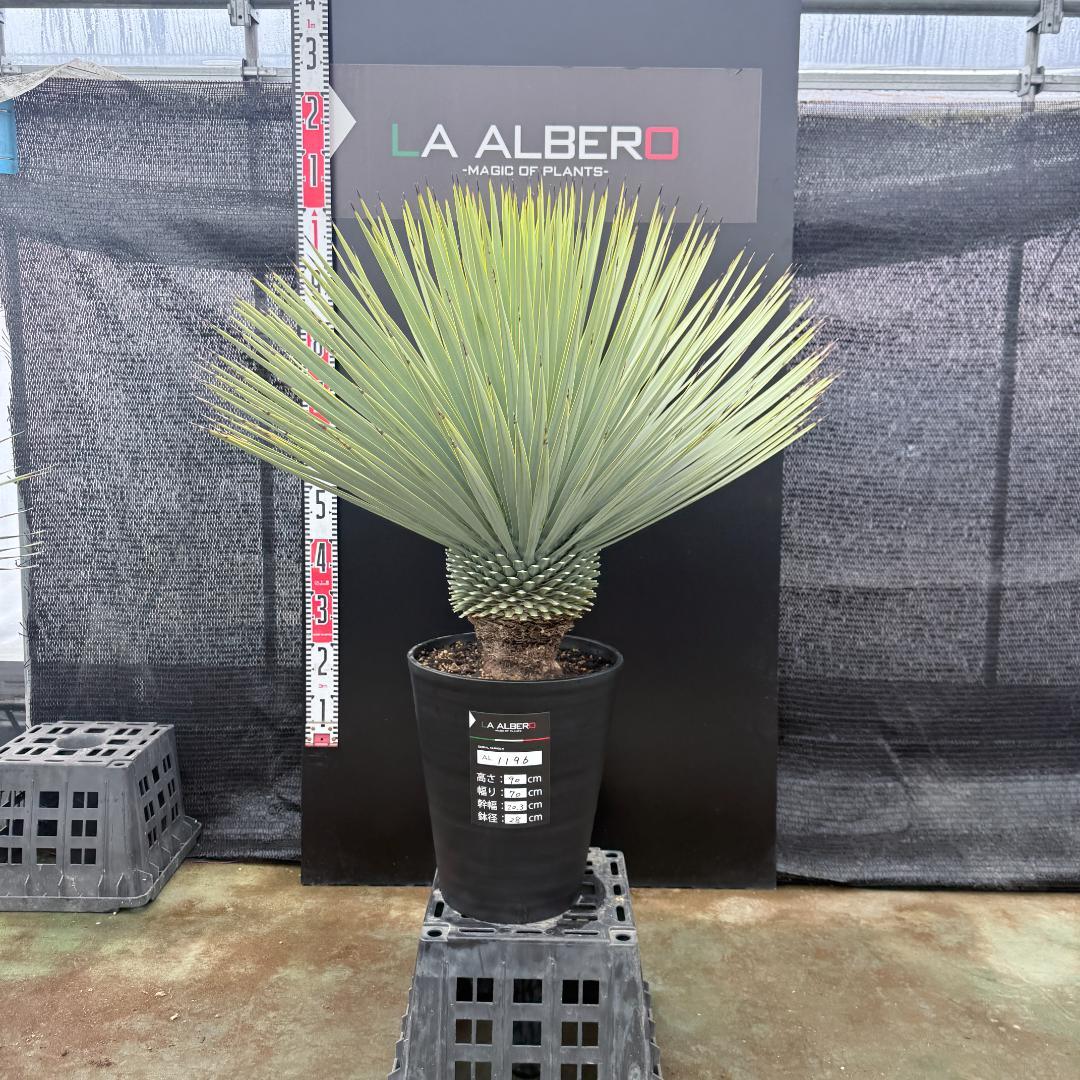 【AL1196】ユッカ　ロストラータ　超シルバー　超超美形　葉数多