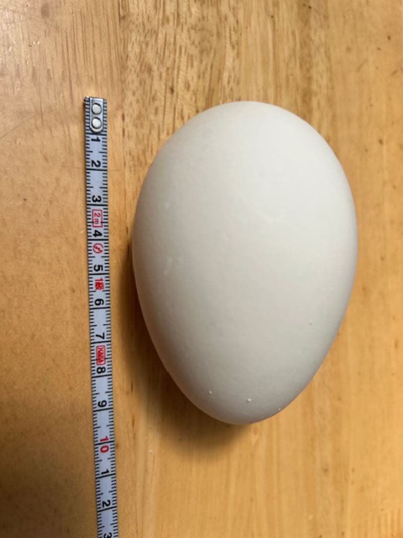 ガチョウの食用卵　10個セット