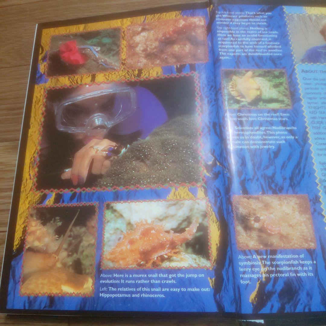 NUDIBRANCHS AND SEA SNAILS ウミウシ ガイド 洋書