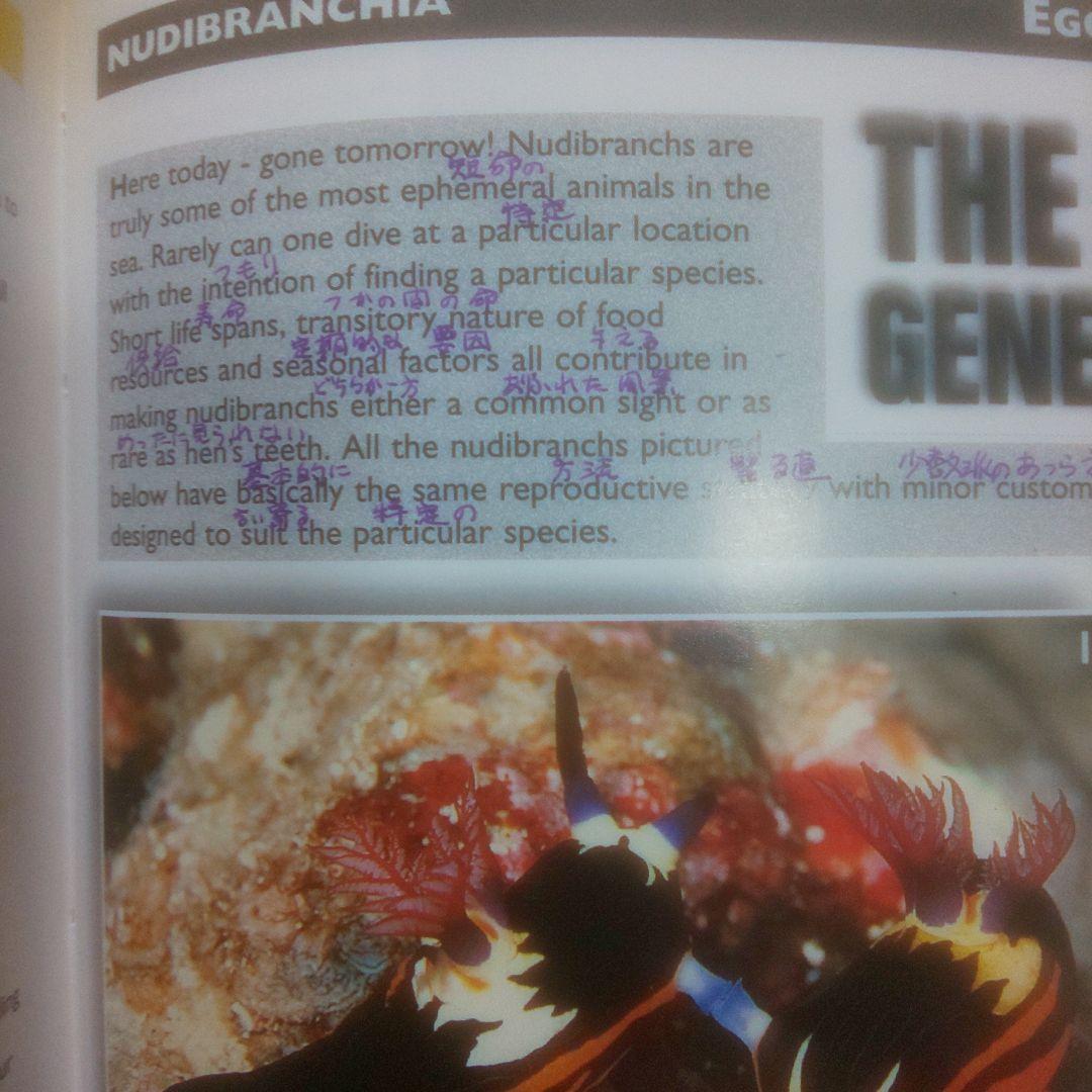 NUDIBRANCHS AND SEA SNAILS ウミウシ ガイド 洋書