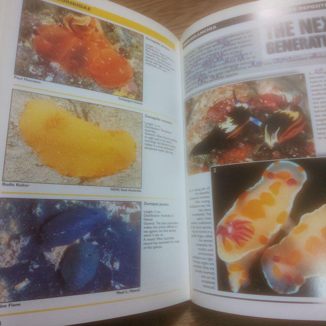 NUDIBRANCHS AND SEA SNAILS ウミウシ ガイド 洋書