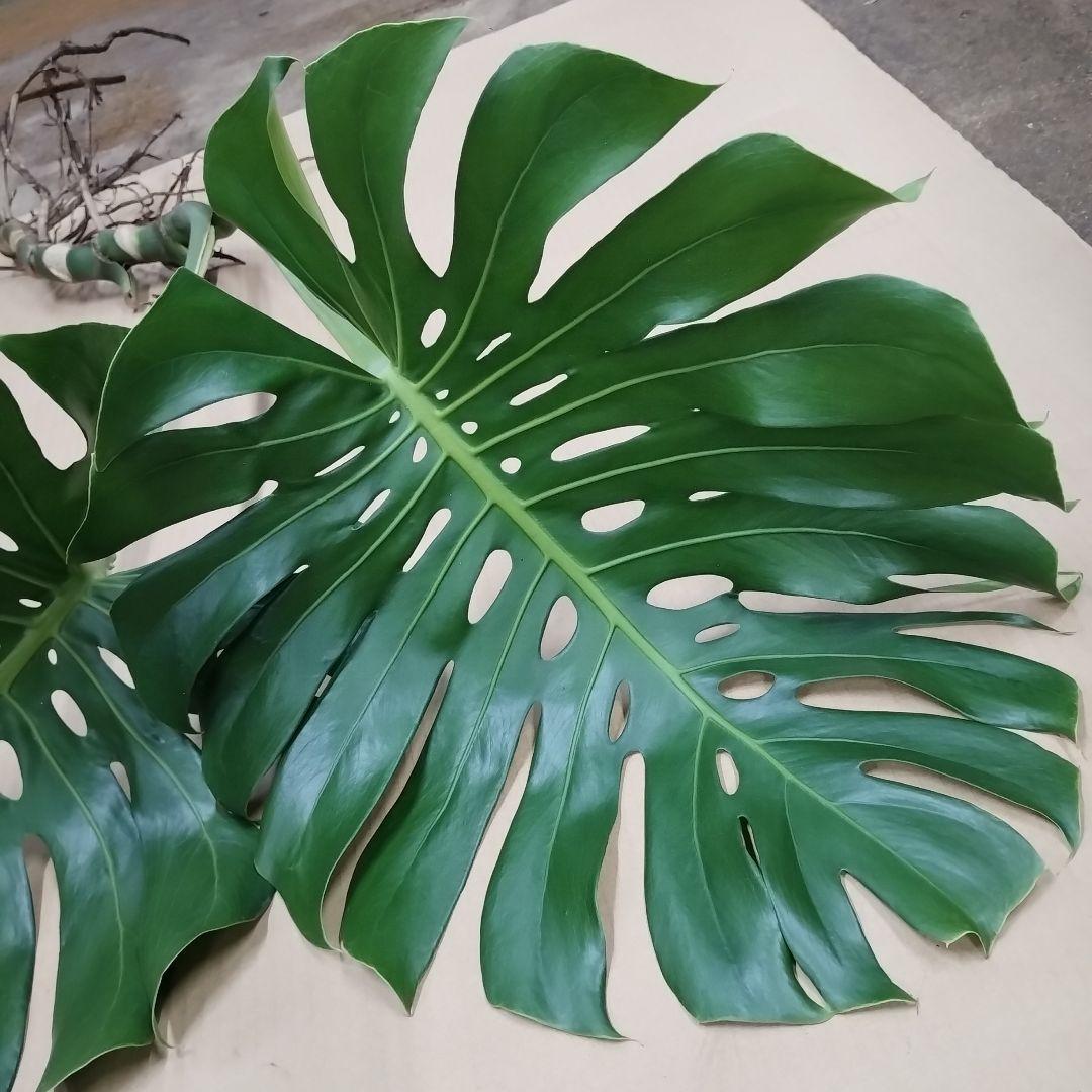 ①訳ありモンステラ 大きな葉 観葉植物