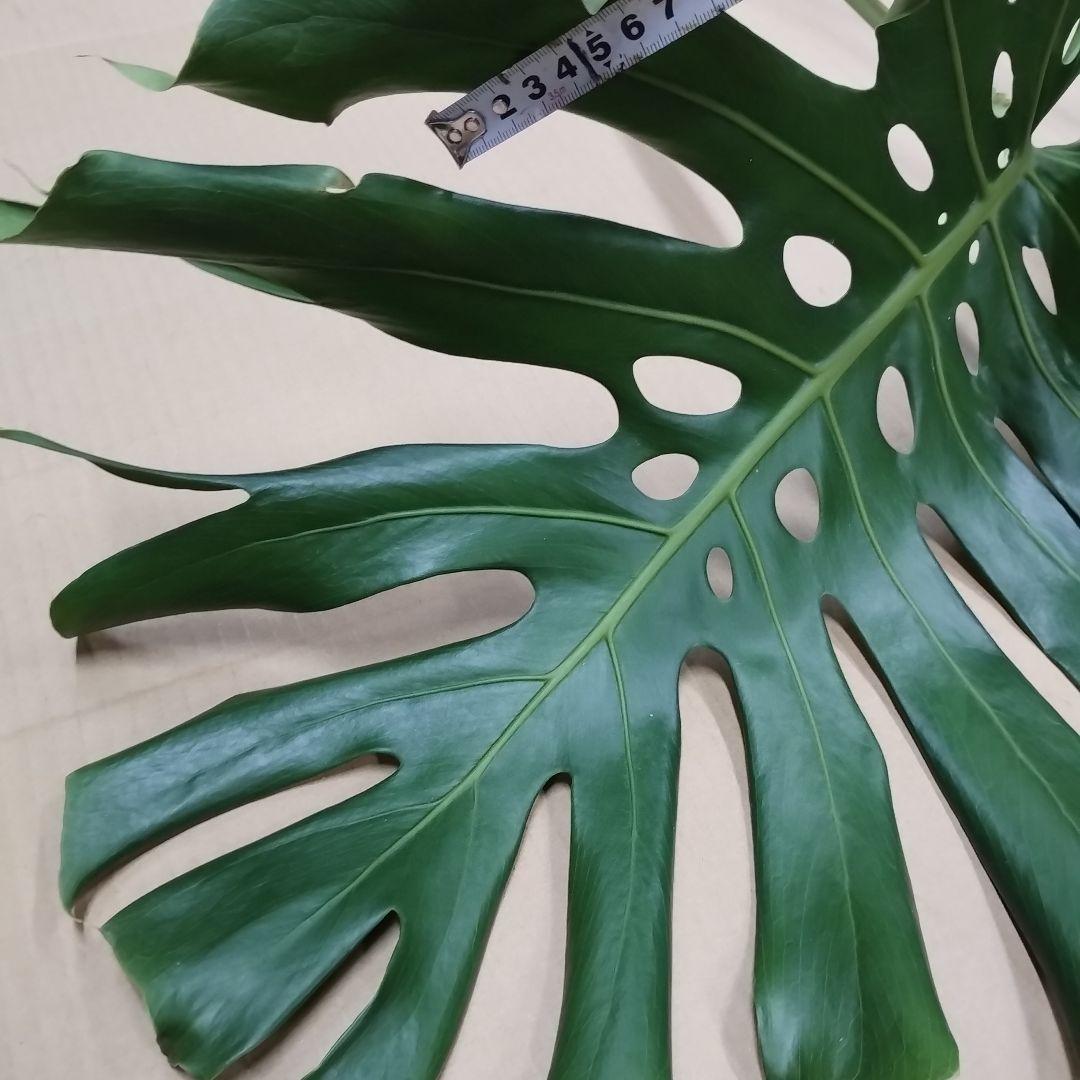①訳ありモンステラ 大きな葉 観葉植物