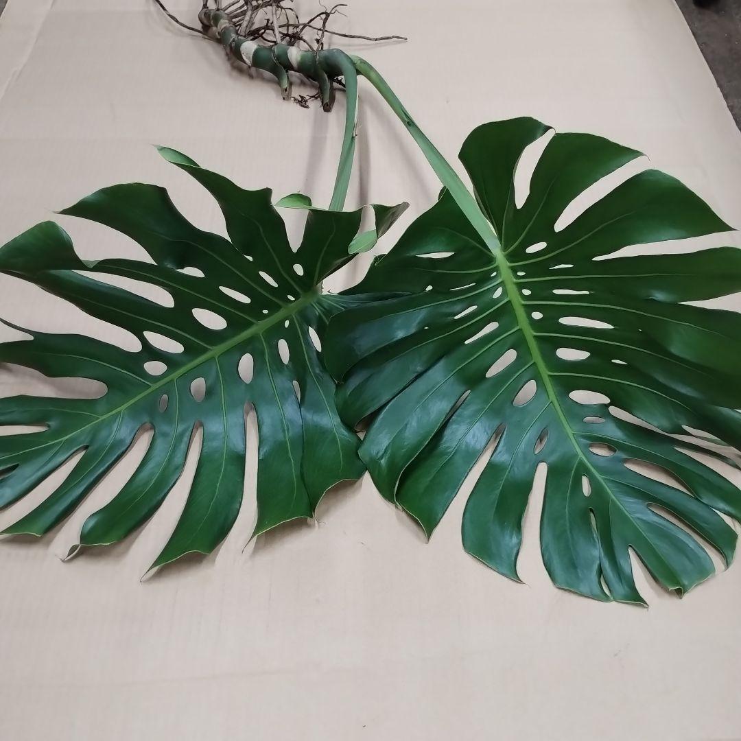 ①訳ありモンステラ 大きな葉 観葉植物