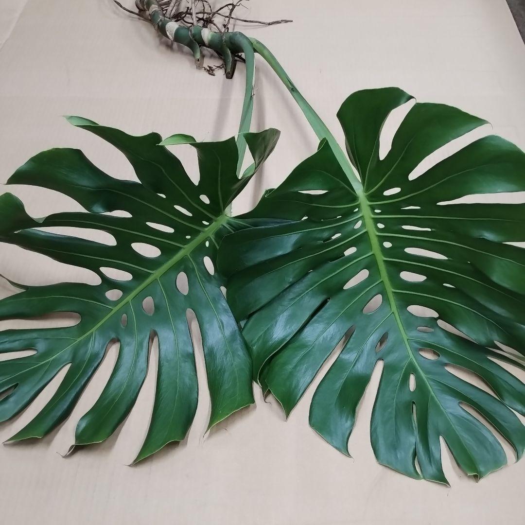 ①訳ありモンステラ 大きな葉 観葉植物