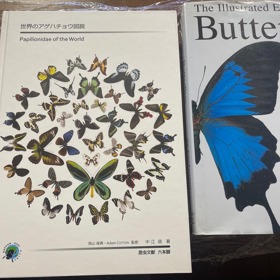メル60452　Encyclopedia of Butterflies
