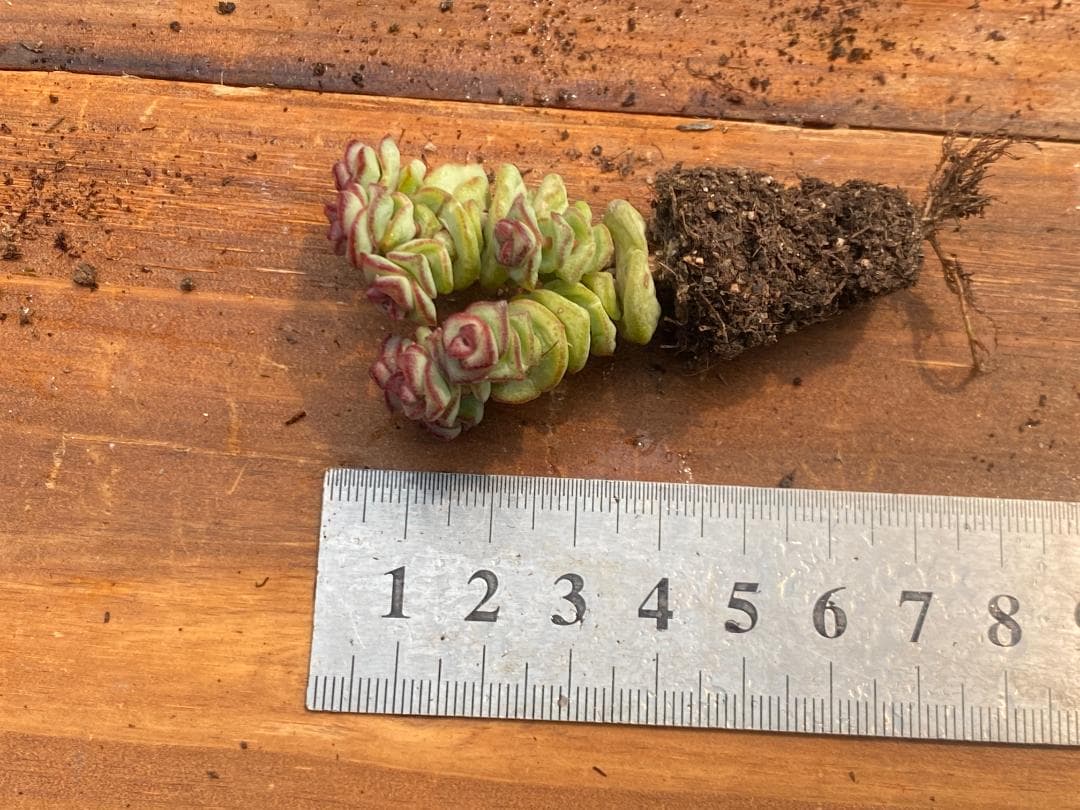 ☆*)様 AQ1168　星の王子　128苗　多肉植物 土と根付き エケベリア　韓