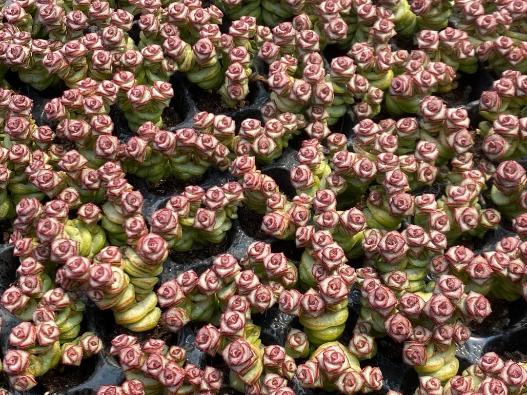 ☆*)様 AQ1168　星の王子　128苗　多肉植物 土と根付き エケベリア　韓