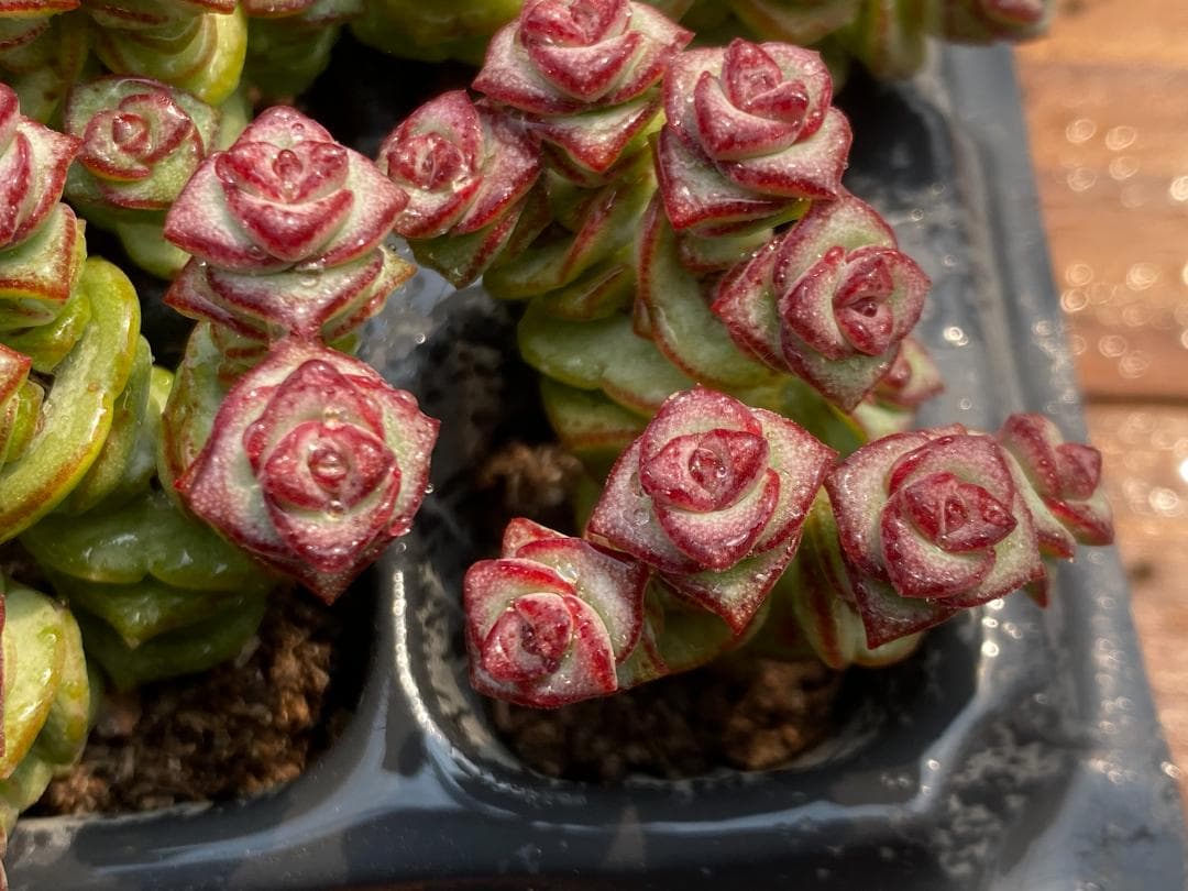 ☆*)様 AQ1168　星の王子　128苗　多肉植物 土と根付き エケベリア　韓