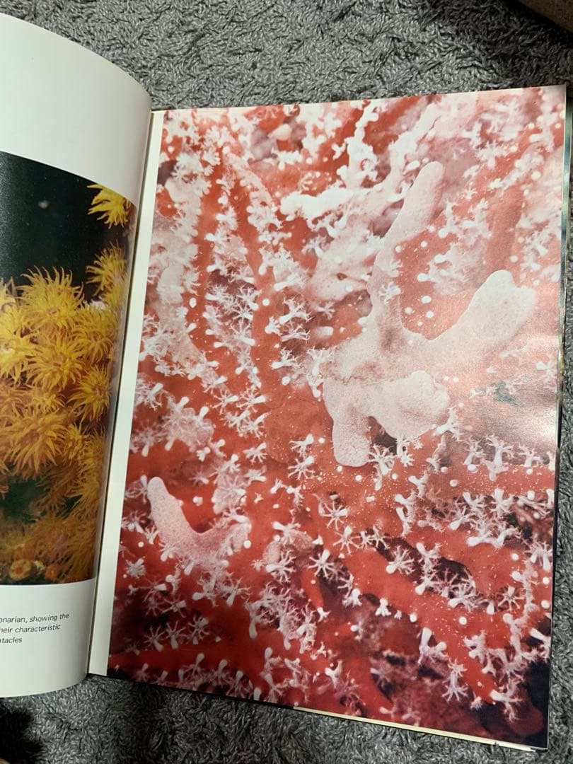 洋書 The Great Barrier Reef by Allan Power