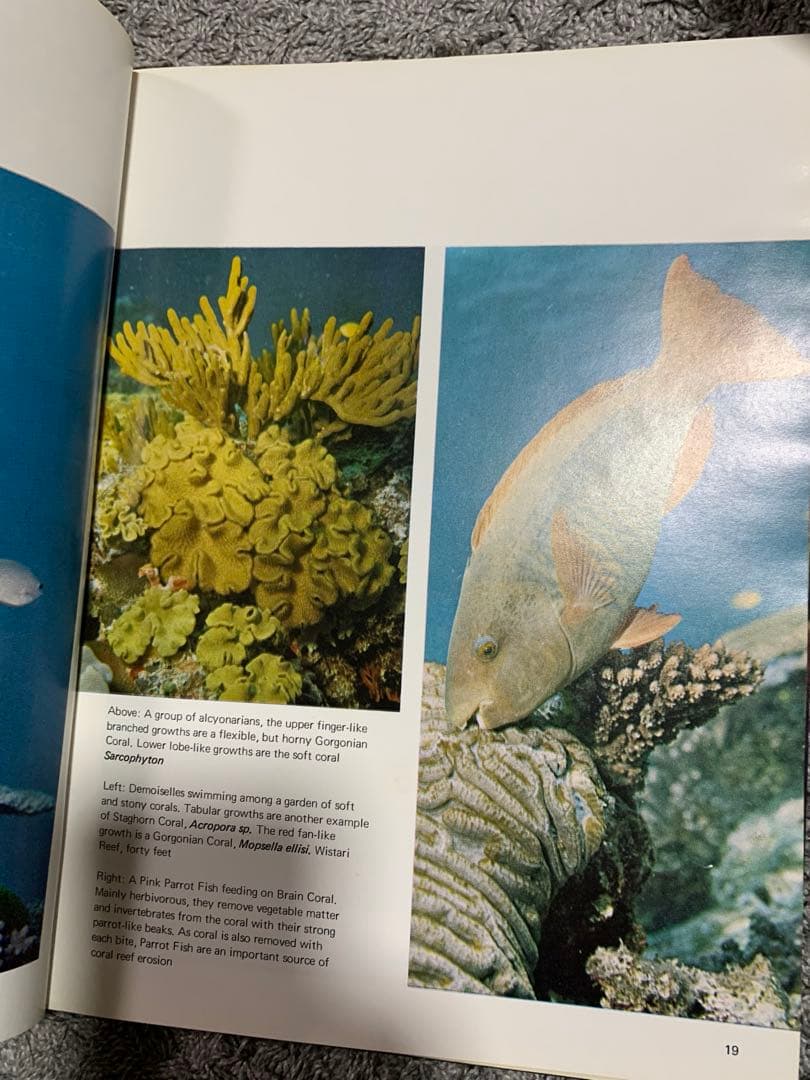 洋書 The Great Barrier Reef by Allan Power
