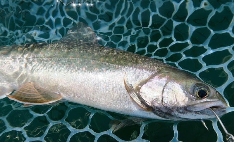 【Fishman/フィッシュマン】Beams inte 7.9UL /*